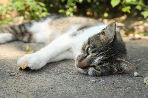 white and grey cat laying down on the pavement outside