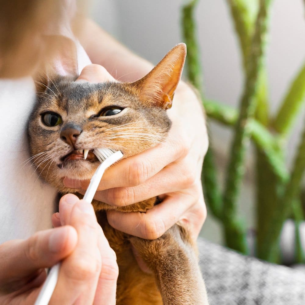 Man Cleaning Cats Teeth With Toothbrush