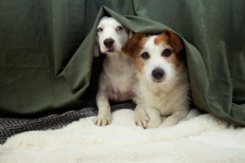 two scared dogs hiding under a green curtain