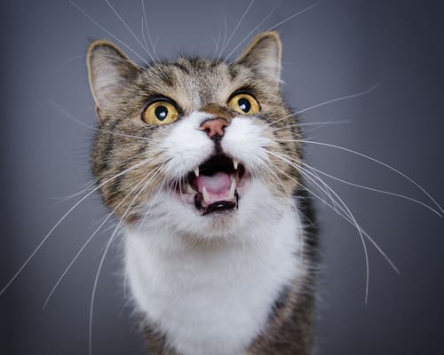 british shorthair cat meowing and looking up