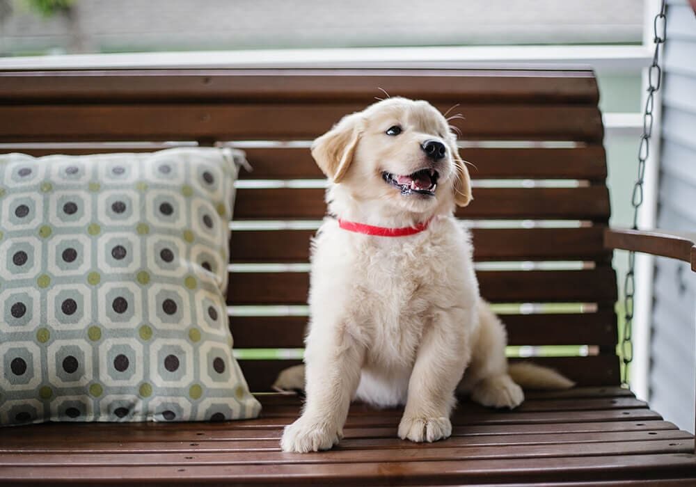 happy golden retriever puppy sitting on wood bench